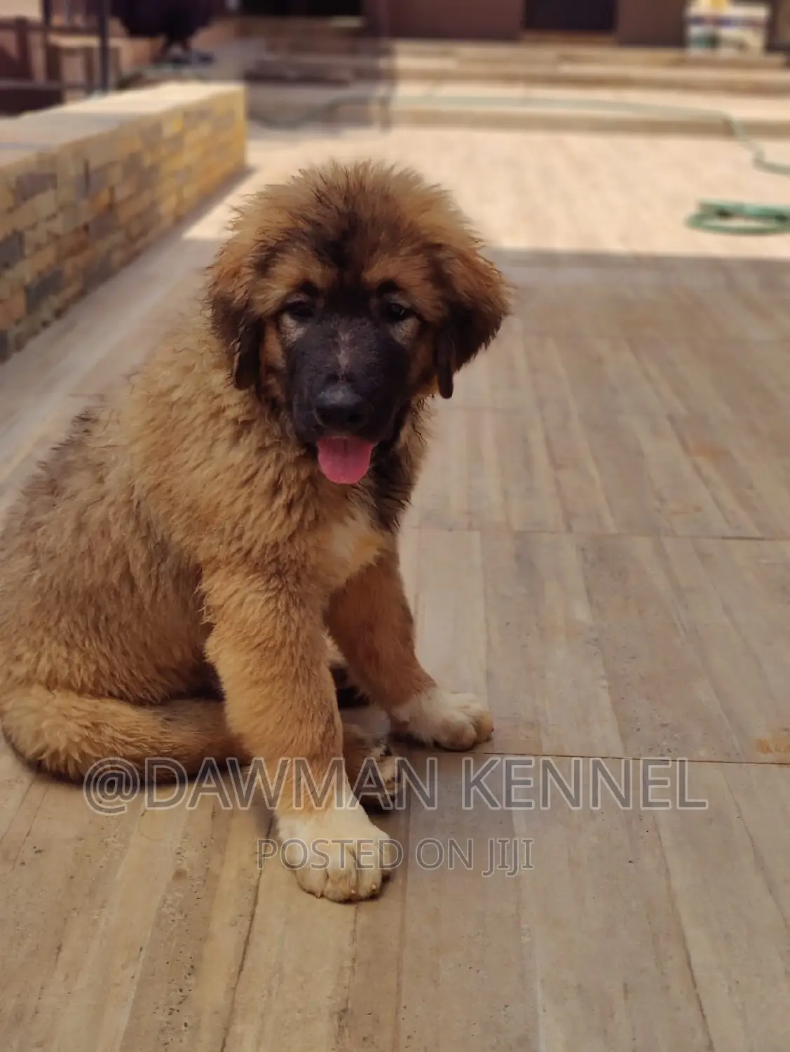 1-3 months Male Purebred Caucasian Shepherd