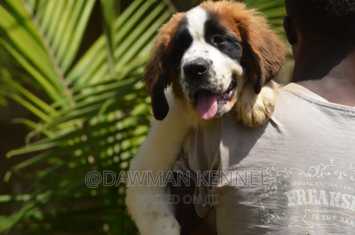 1-3 months Male Purebred Saint Bernard