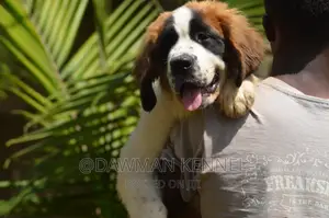 1-3 months Male Purebred Saint Bernard