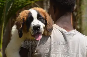 1-3 months Male Purebred Saint Bernard