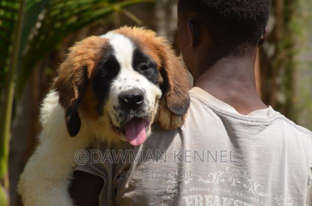 1-3 months Male Purebred Saint Bernard - thumbnail 3