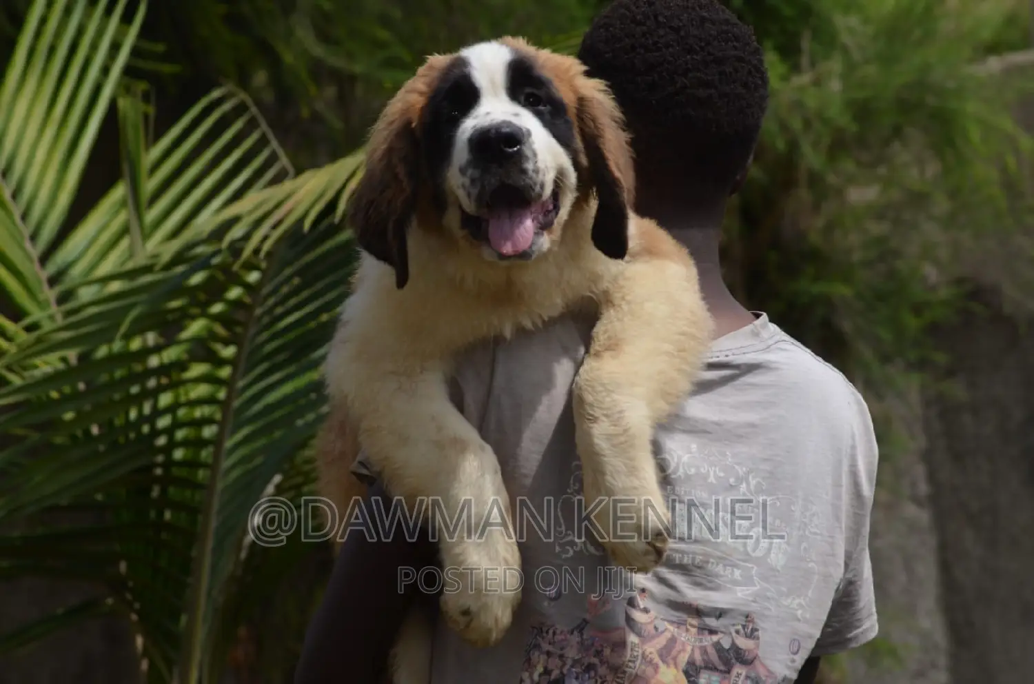 1-3 months Male Purebred Saint Bernard