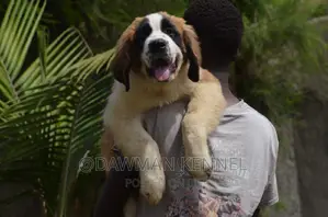 1-3 months Male Purebred Saint Bernard