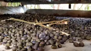 Organic Rabbit Manure - 50kg Bags