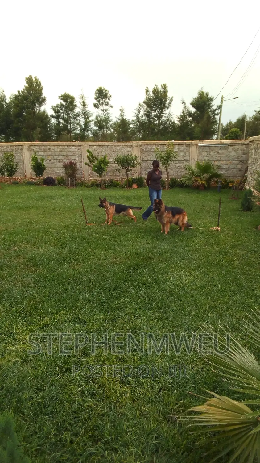 Dog Training Services
