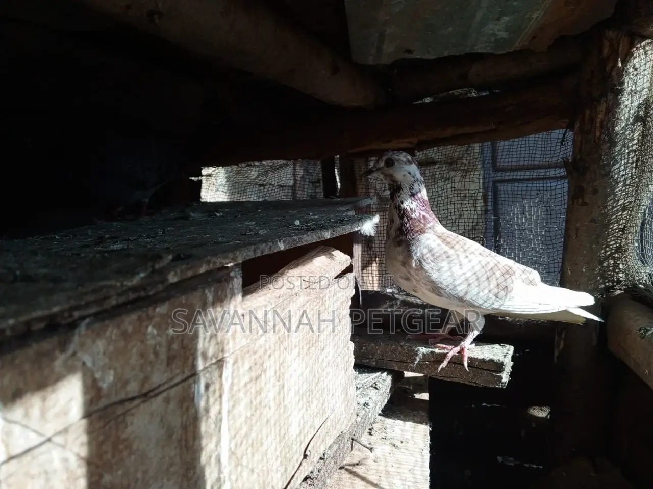 African Pigeons for Sale - Pair