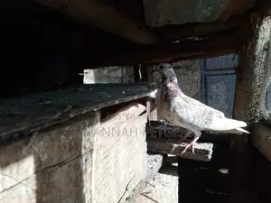 African Pigeons for Sale - Pair