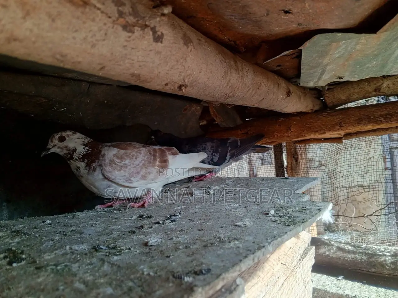 African Pigeons for Sale - Pair