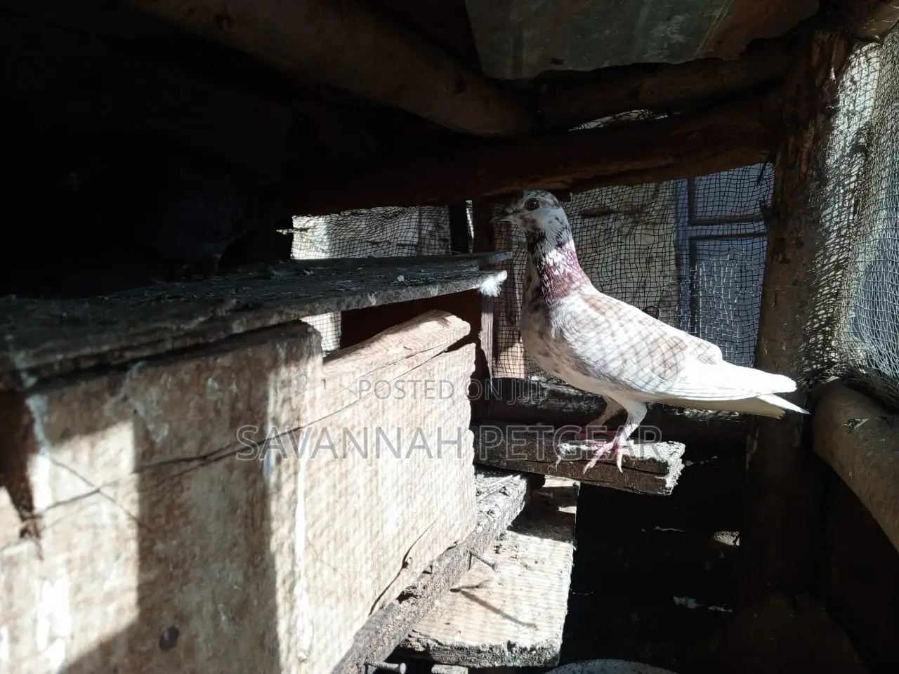 African Pigeons for Sale - Pair