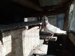 African Pigeons for Sale - Pair