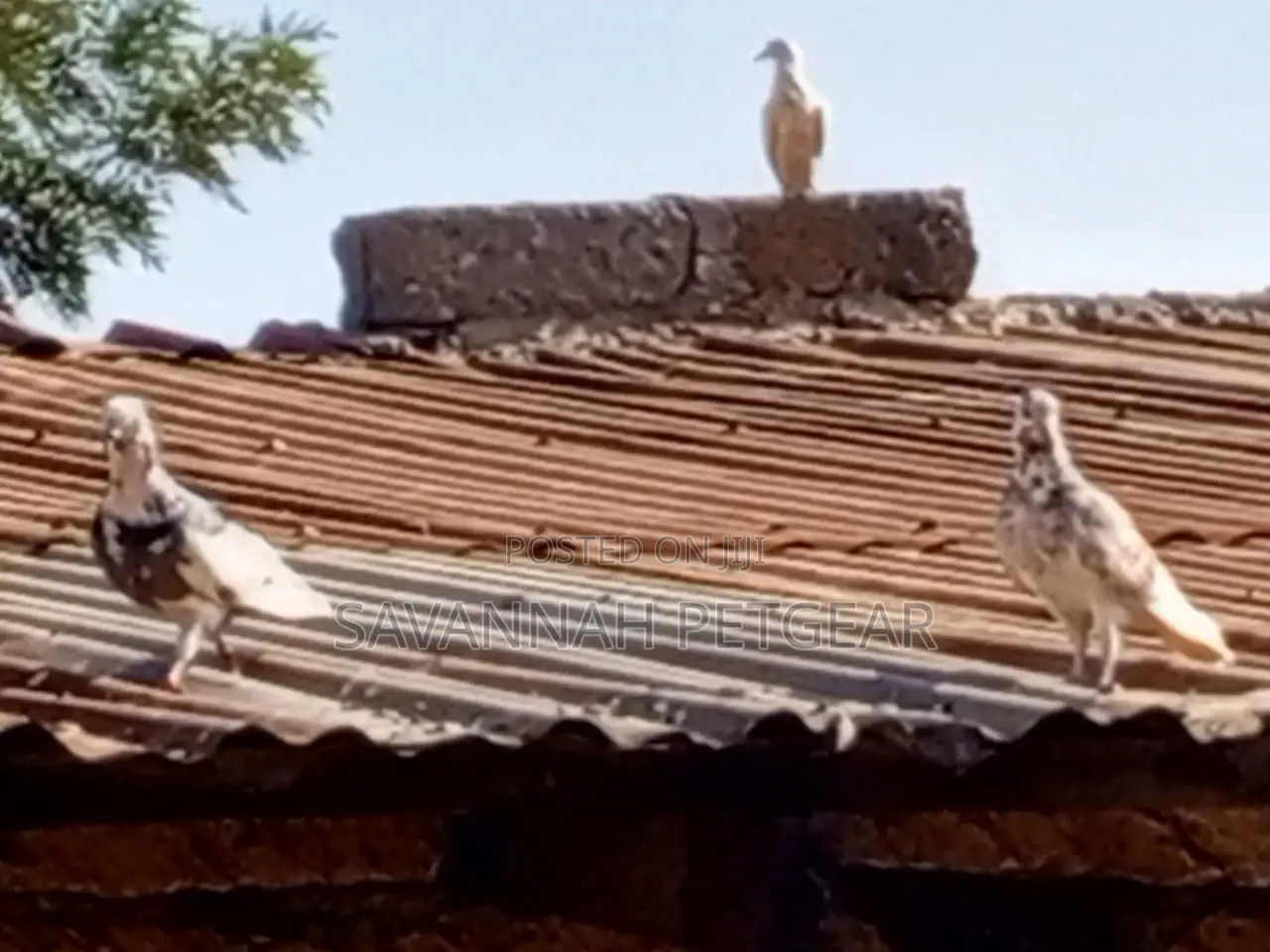 African Pigeons for Sale - Pair