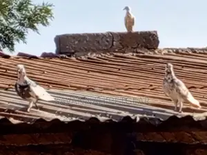 African Pigeons for Sale - Pair