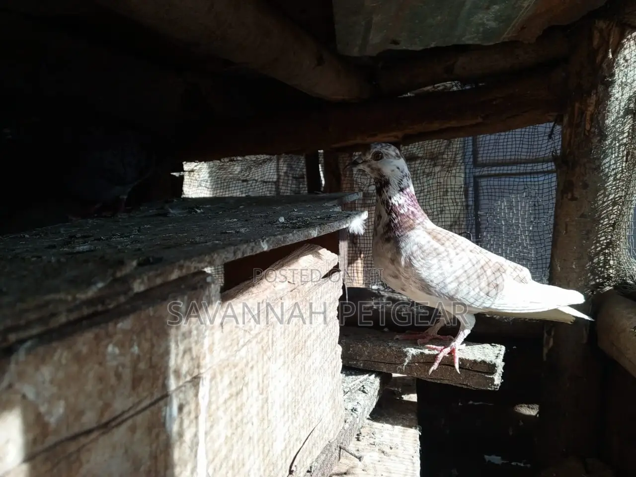 African Pigeons for Sale - Pair