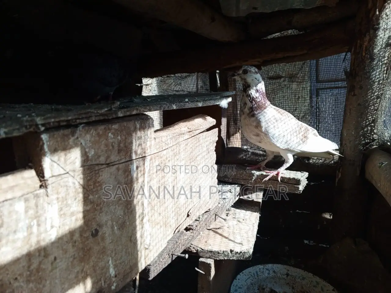 African Pigeons for Sale - Pair