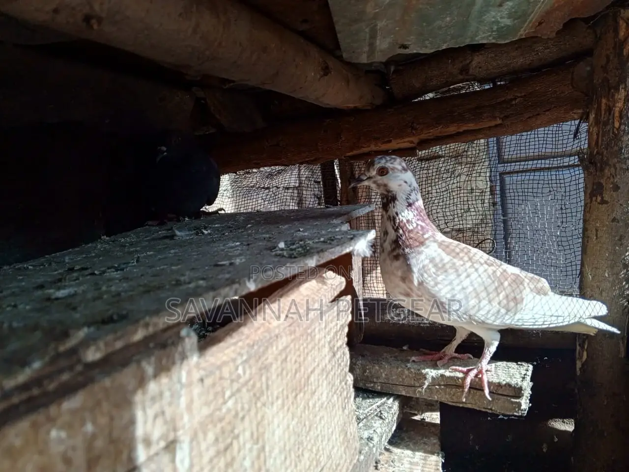 African Pigeons for Sale - Pair