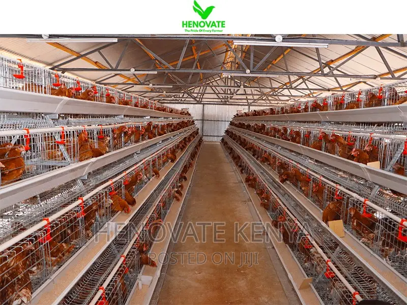 High Quality 4tiers 128/160birds Layer (Ni Rahisi Kutumia)
