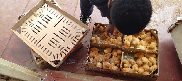 Commercial Layers - main view