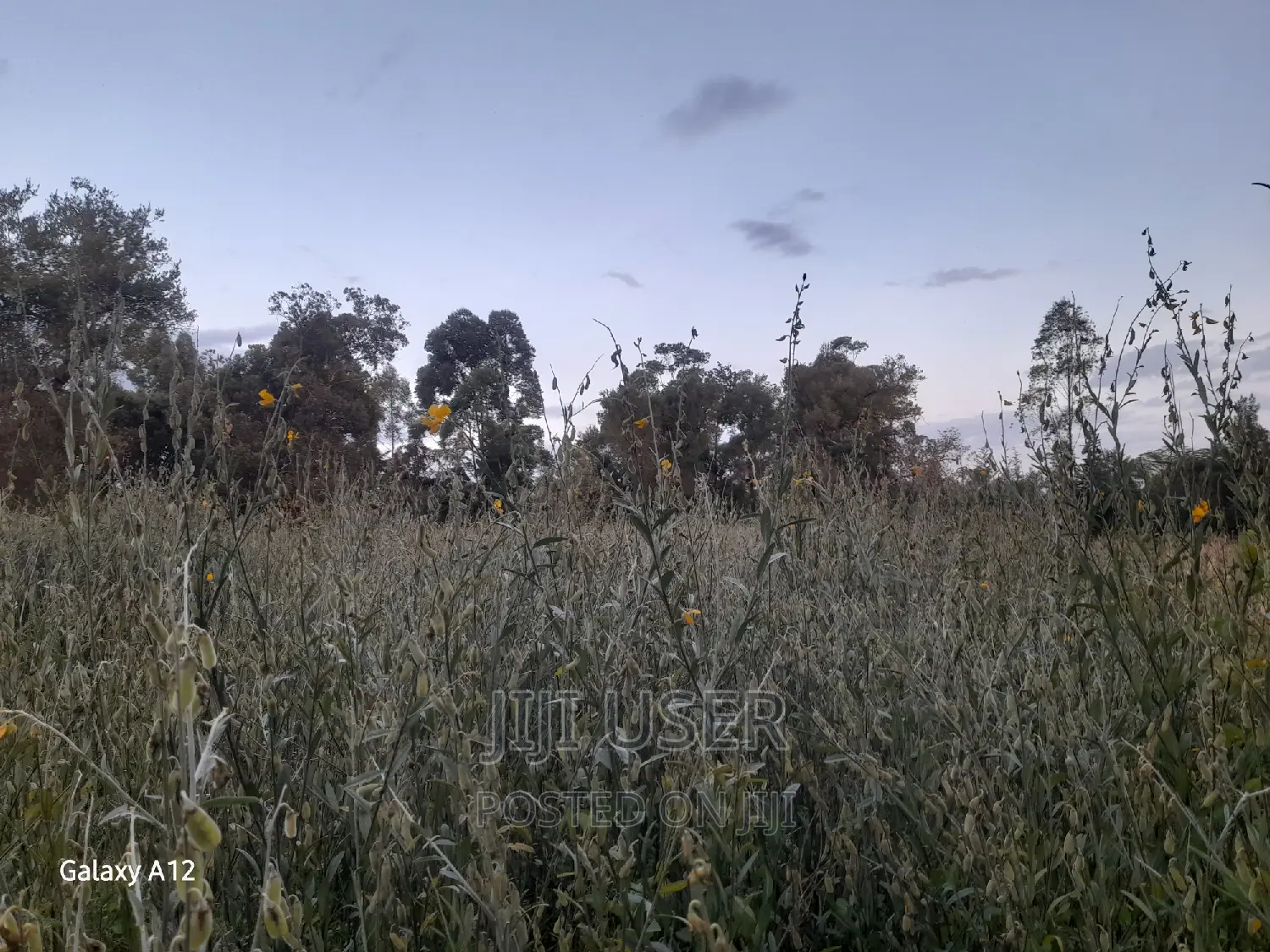 Sunhemp Seeds