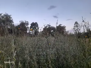 Sunhemp Seeds