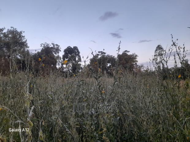 Sunhemp Seeds - thumbnail 2