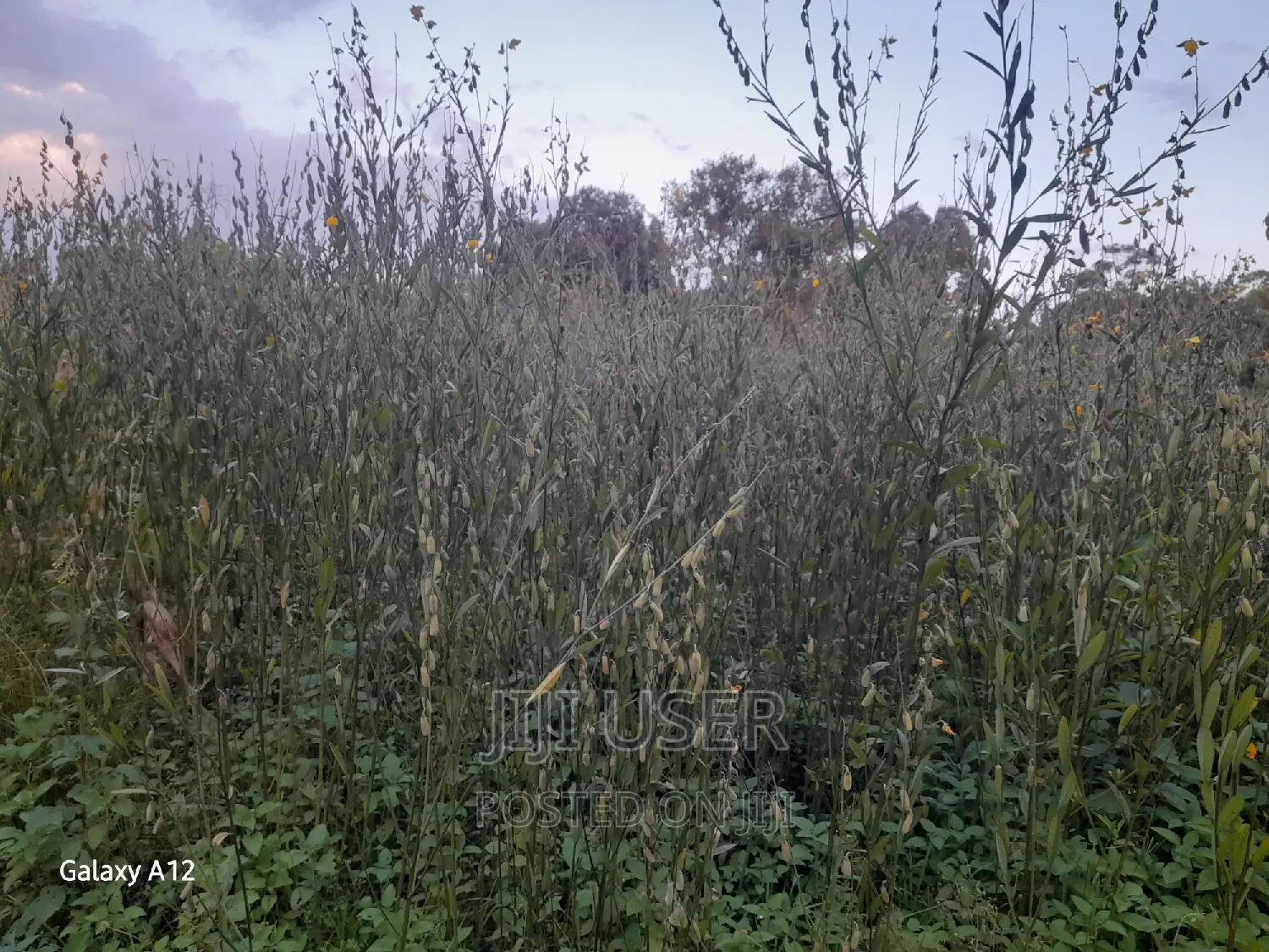 Sunhemp Seeds
