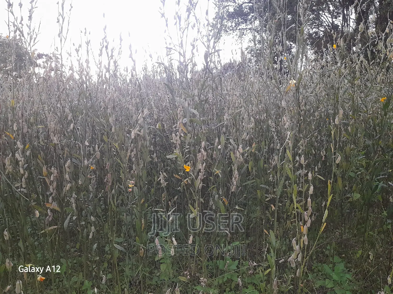 Sunhemp Seeds