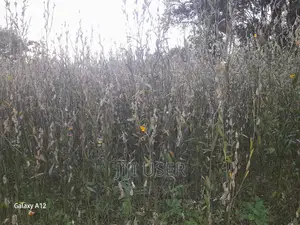 Sunhemp Seeds