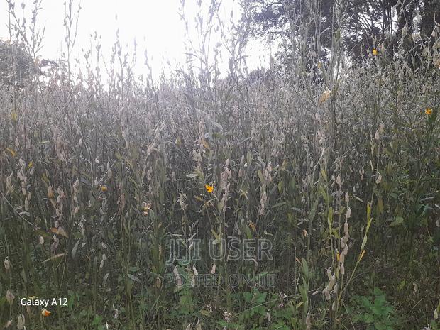 Sunhemp Seeds - thumbnail 4