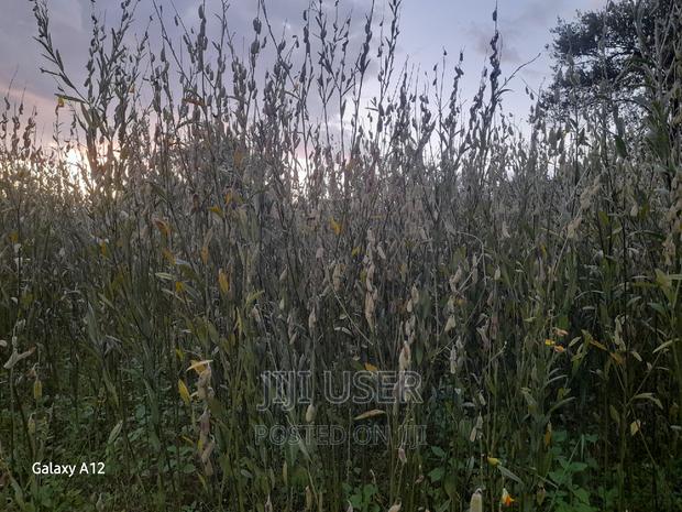 Sunhemp Seeds - thumbnail 5