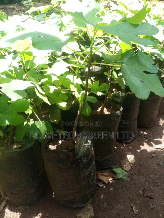 Fig Fruit Seedlings - thumbnail 4