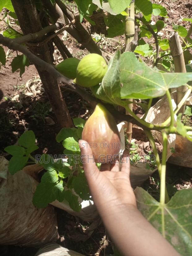 Fig Fruit Seedlings - thumbnail 3