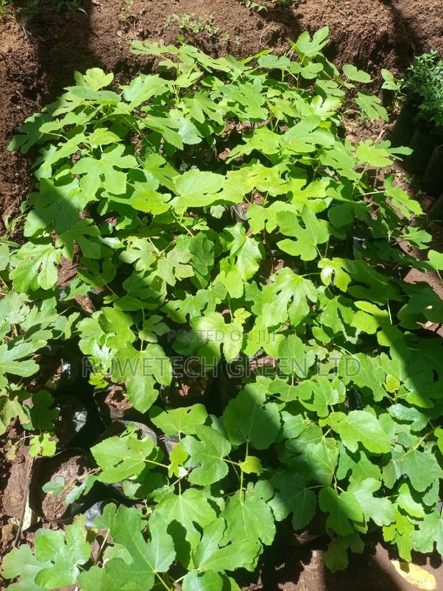 Fig Fruit Seedlings - thumbnail 5