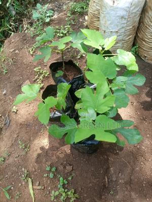 Fig Fruit Seedlings - thumbnail 2