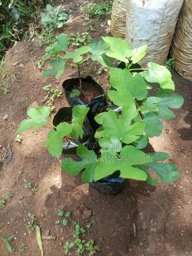 Fig Fruit Seedlings - main view