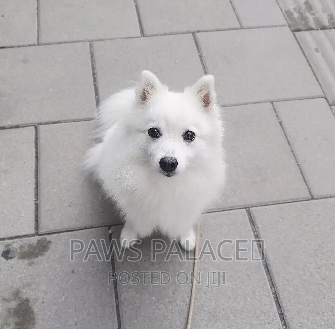 3-6 months Male Purebred Japanese Spitz