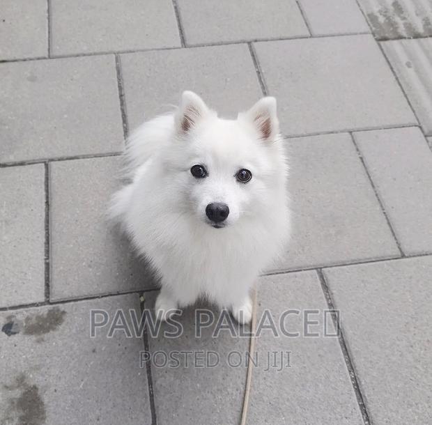 3-6 months Male Purebred Japanese Spitz - main view