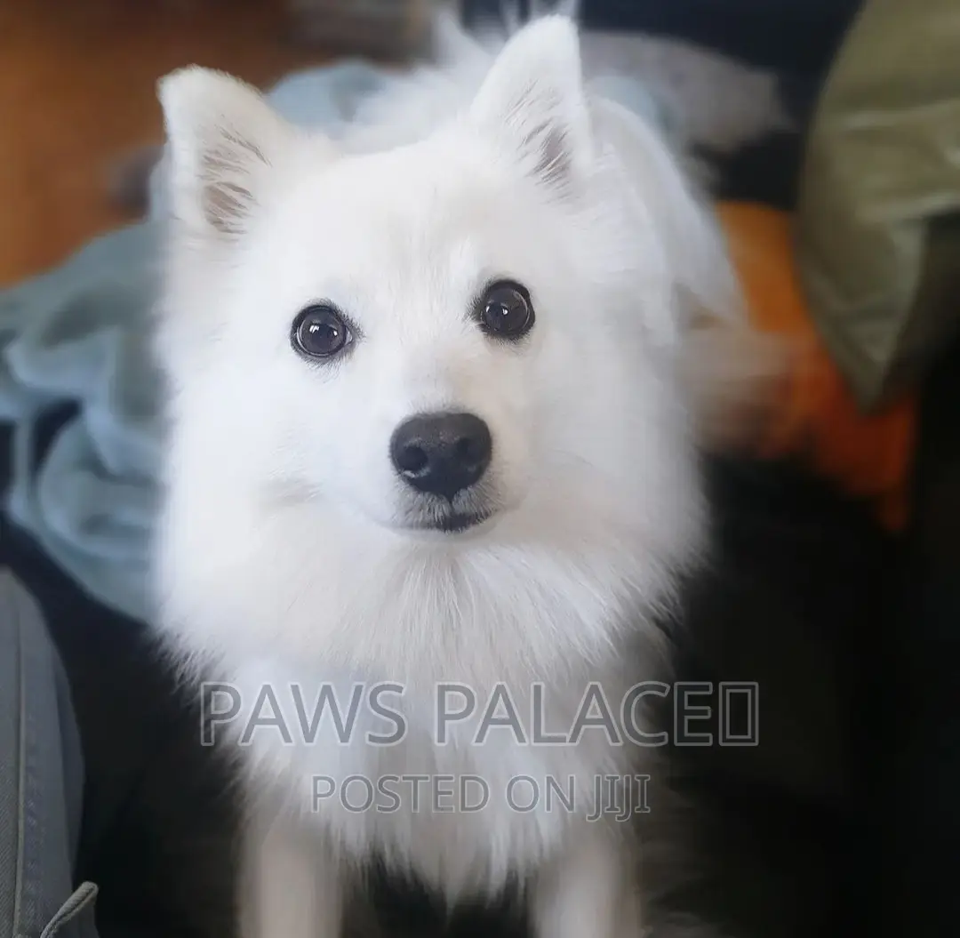 3-6 months Male Purebred Japanese Spitz