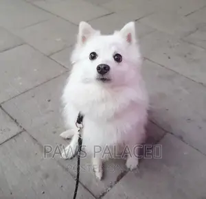 3-6 months Male Purebred Japanese Spitz