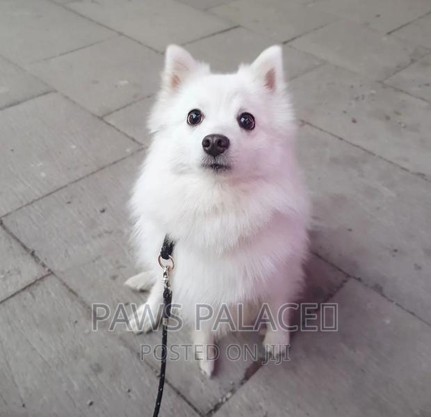 3-6 months Male Purebred Japanese Spitz - thumbnail 2