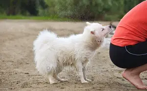 3-6 months Male Purebred Japanese Spitz