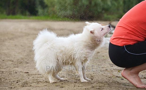 3-6 months Male Purebred Japanese Spitz - thumbnail 4