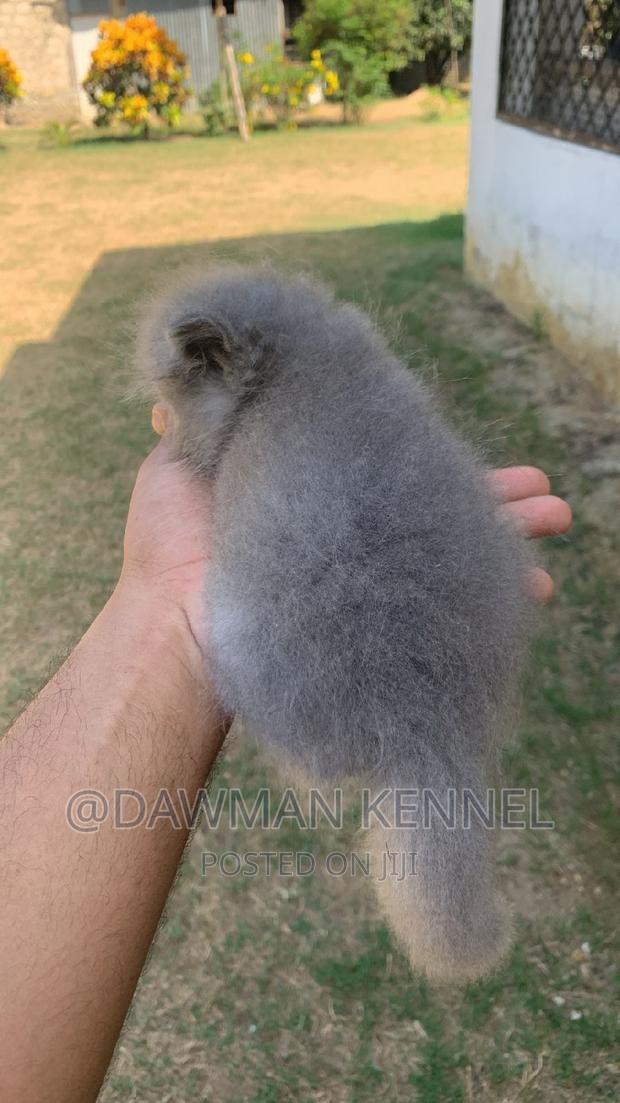 1-3 months Male Purebred Persian - main view