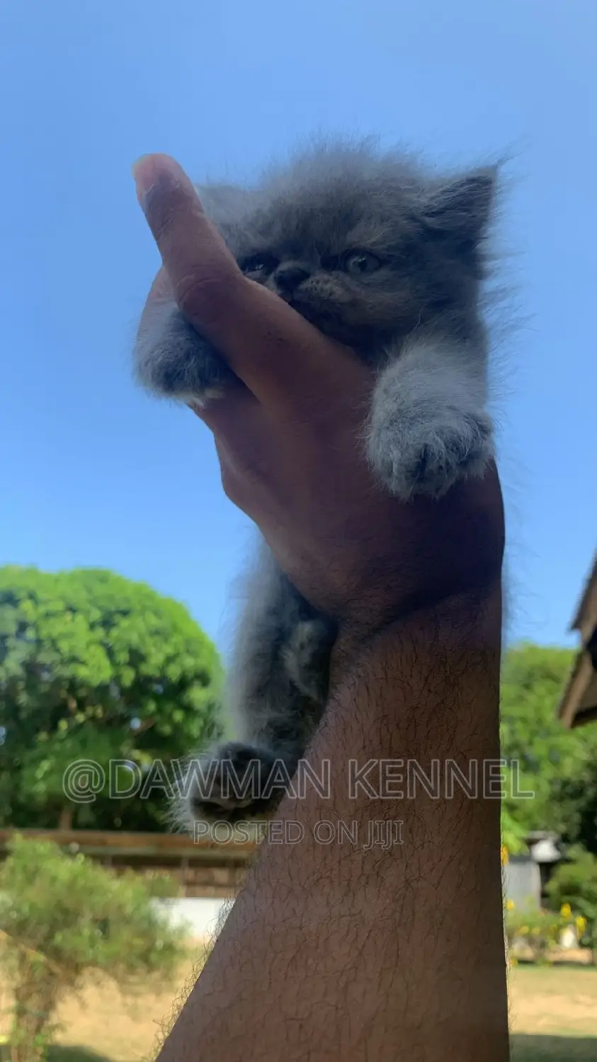 1-3 months Male Purebred Persian