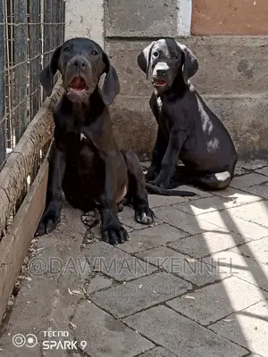1-3 months Female Purebred Great Dane