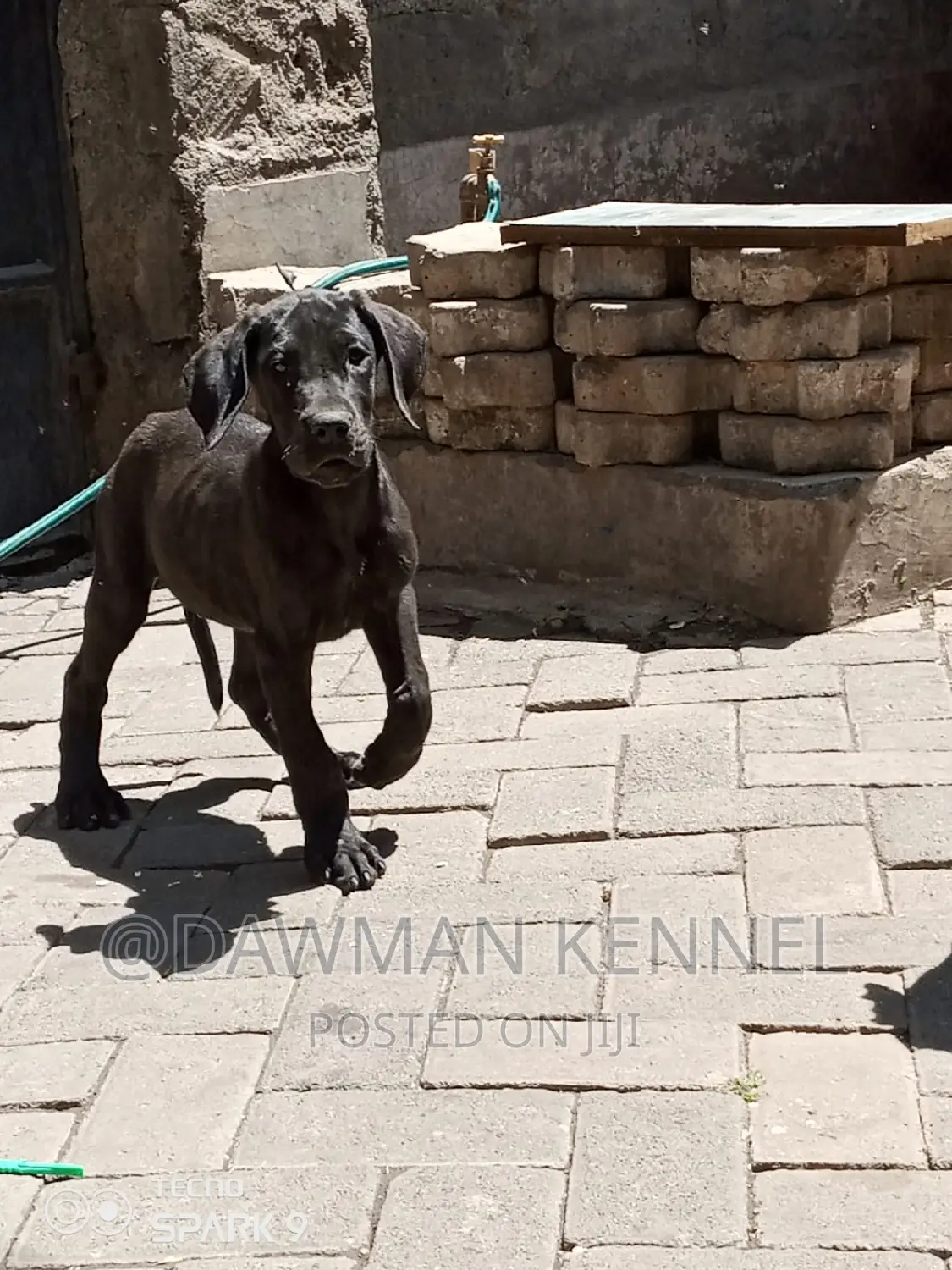 1-3 months Female Purebred Great Dane