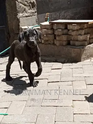 1-3 months Female Purebred Great Dane