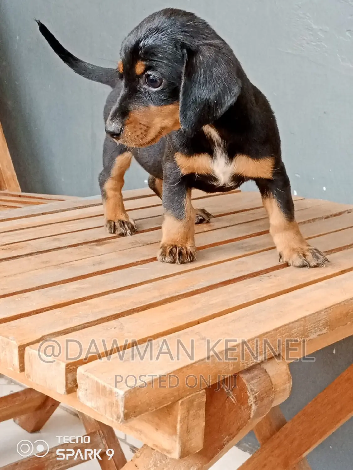 1-3 months Female Purebred Dachshund