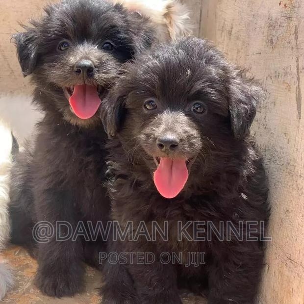 1-3 months Male Purebred Havanese - main view