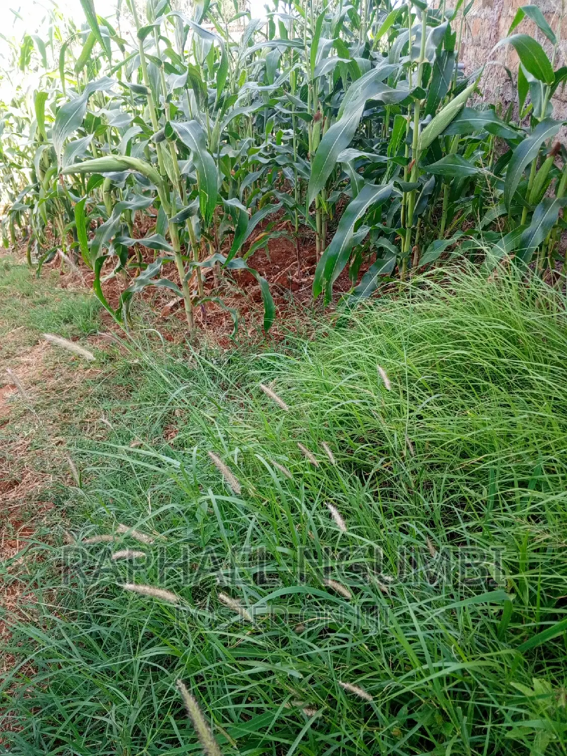 Machakos Katethya/Canaan