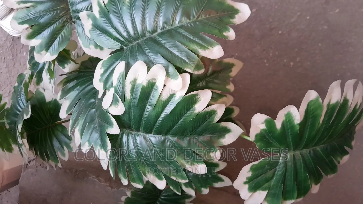 Unique Plant on Request